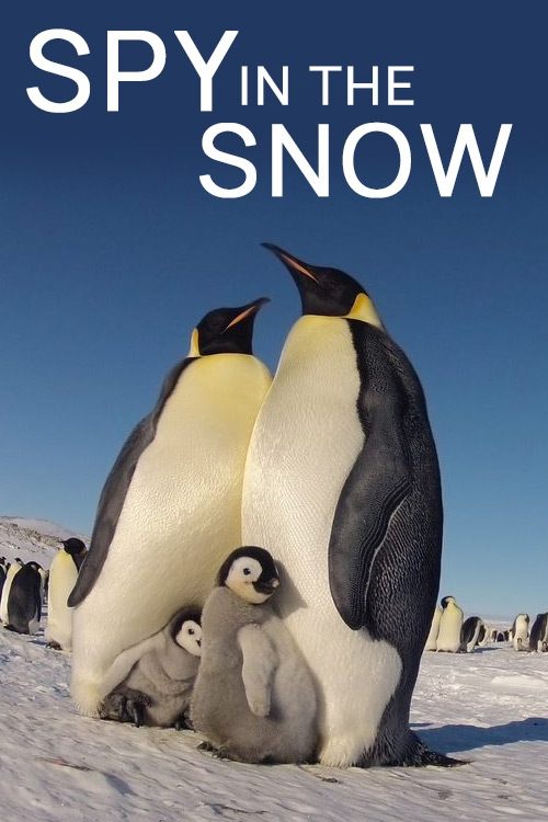 Постер Spy in the Snow